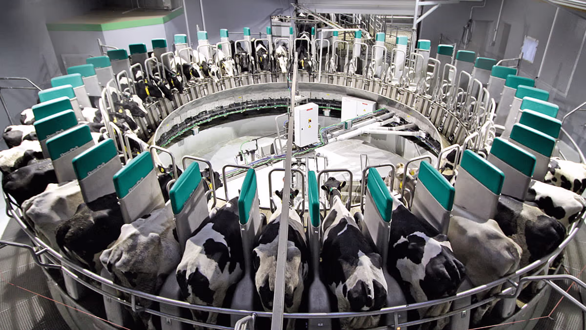 GEA DairyProQ — полностью роботизированная доильная карусель
