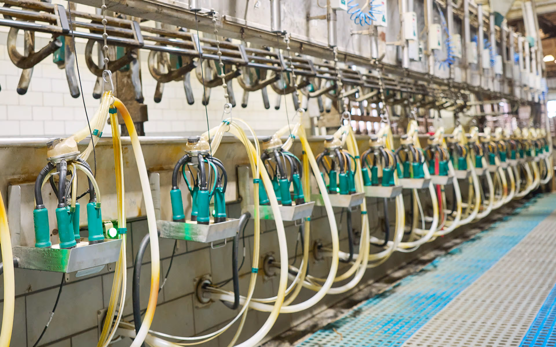 GEA DairyProX — полуавтоматическая система доения